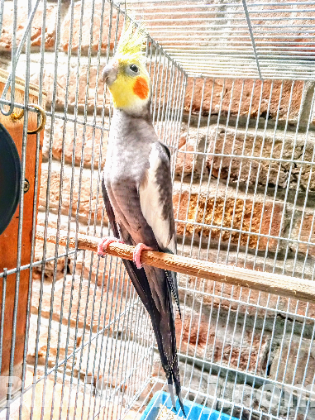 ককাটেল পাখি রানিং